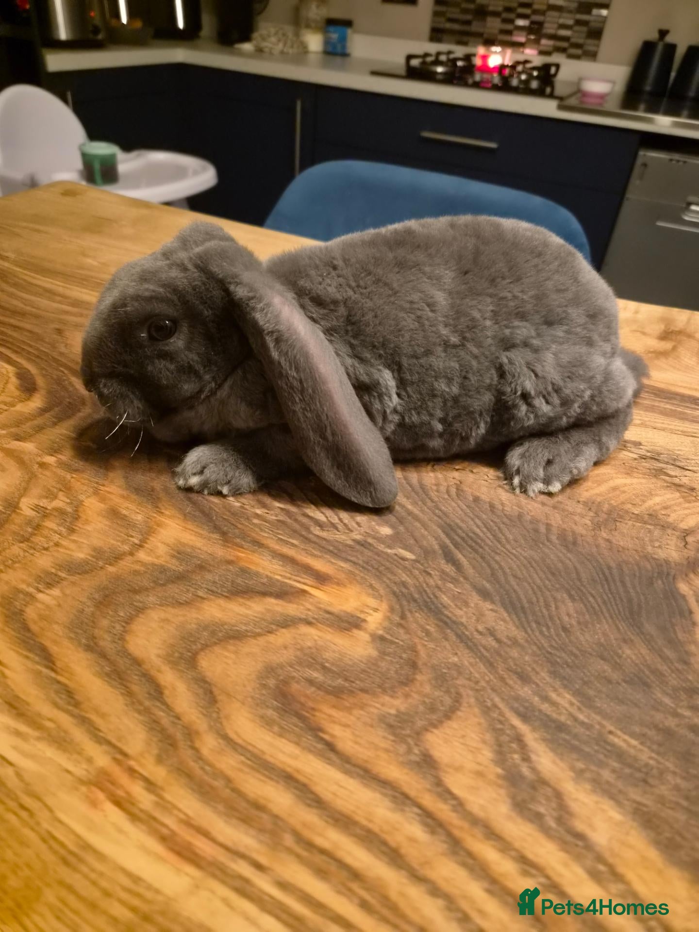 Mixed Breed rabbits Baby Velveteen lop - Advert 5