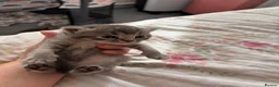 British Shorthair cats for sale: British shorthair /russian blue kittens  - Advert 29