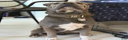 Mixed Breed dogs for sale: Bullpei puppy - Bowie - Advert 7