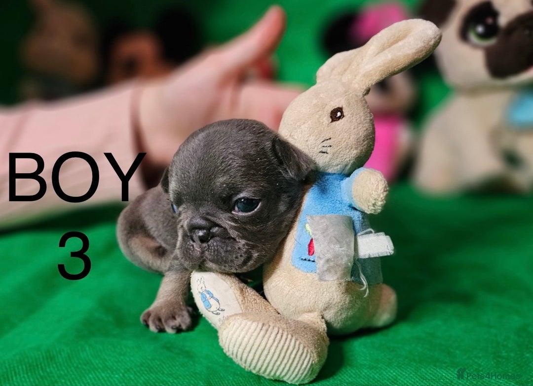 French Bulldog dogs for sale: Beautiful KC registered french bulldog puppies  - Image 12