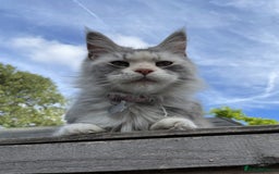 Maine Coon cats for sale: Maine coon kittens  - Image 14