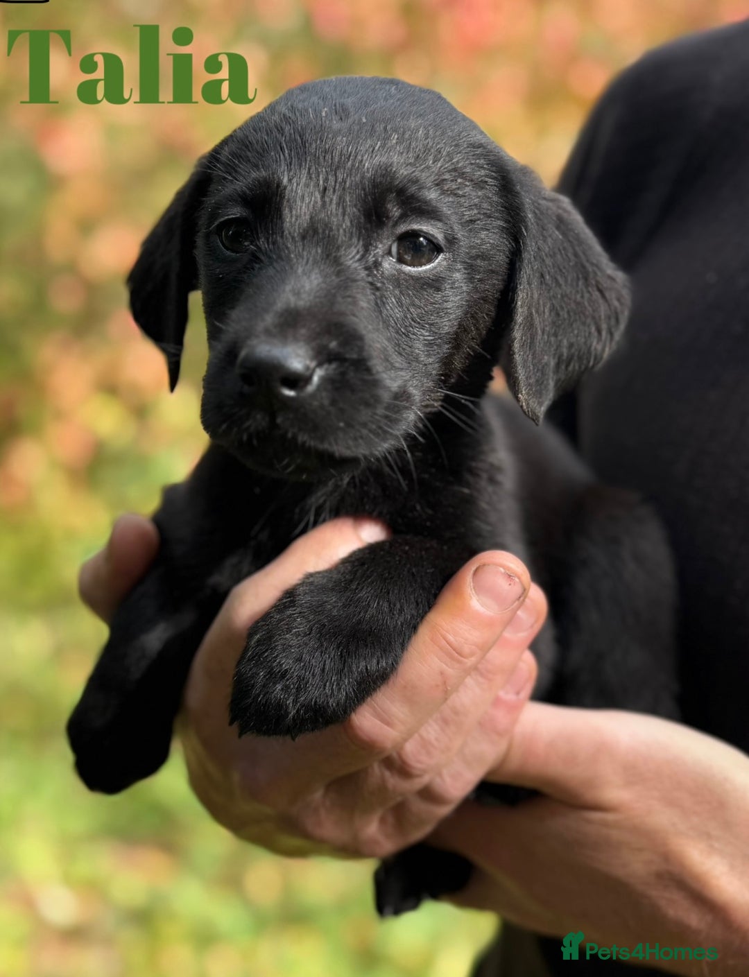 Labrador Retriever dogs for sale: Outstanding DRAKESHEAD working Labrador Puppies  - Image 7