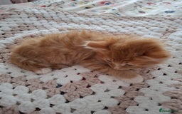 Maine Coon cats for sale: Absolutely Beautiful Half Maine Coon Male Kitten - Image 9