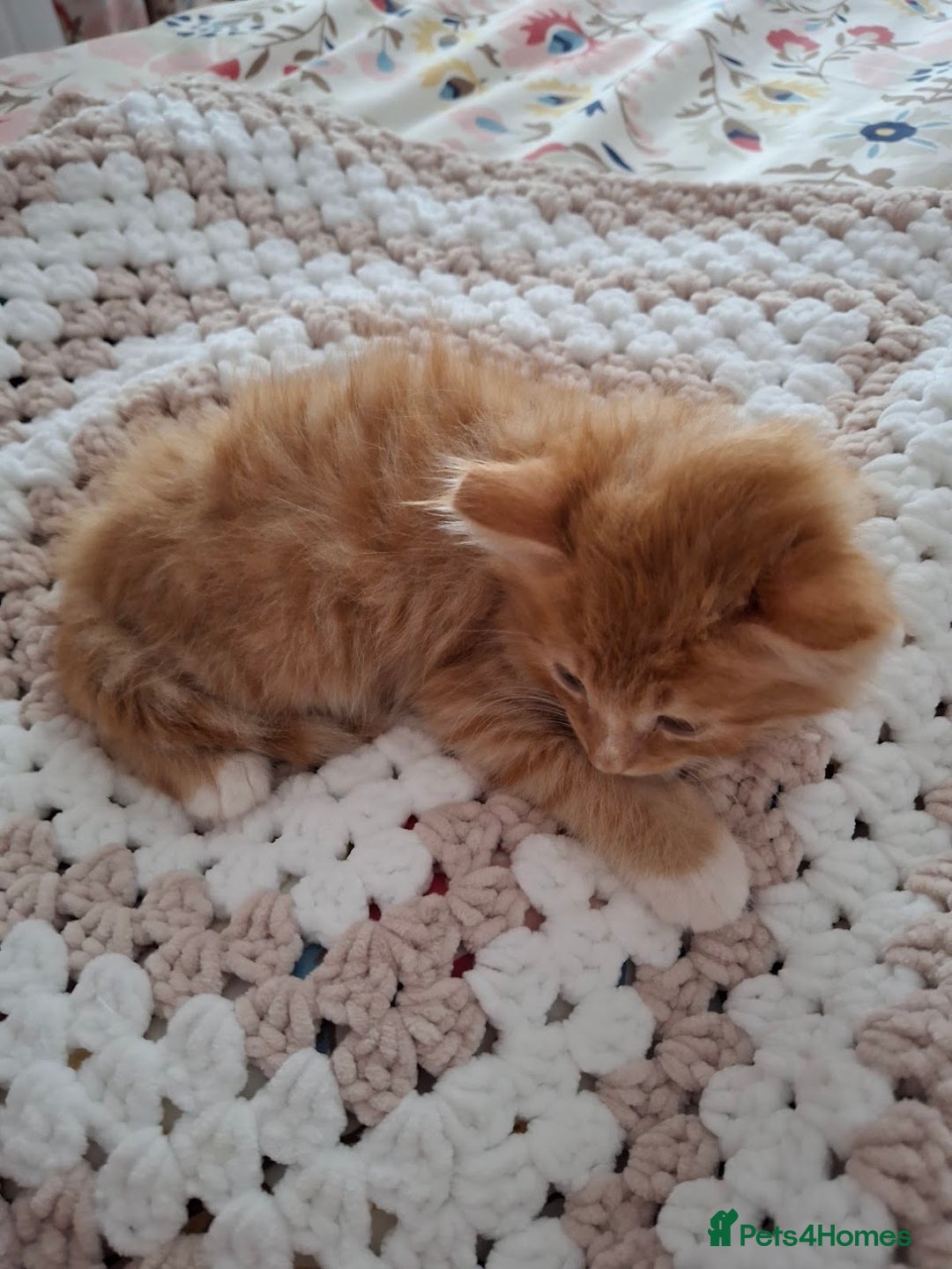 Maine Coon cats for sale: Absolutely Beautiful Half Maine Coon Male Kitten - Image 9