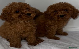Cavapoo dogs for sale: F1 cavapoo  reddy now  - Image 5