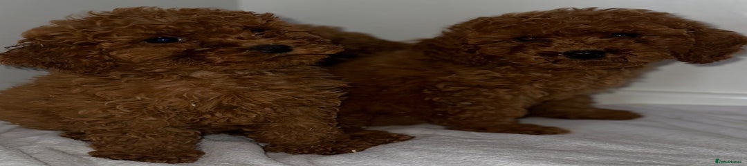 Cavapoo Puppy 3