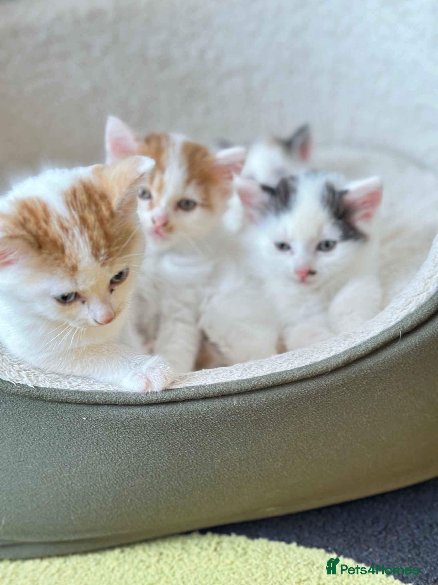 Mixed Breed cats 4 lovely kittens 2 boys 2 girls  - Advert 3