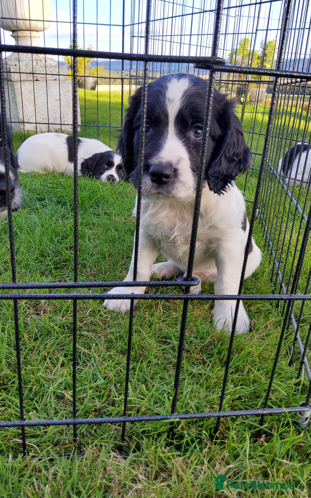 English Springer Spaniel dogs for sale: 3 male Springer Spaniel pups KC Reg and Pedigree - Image 11