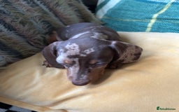 Miniature Dachshund dogs for sale: Female miniature dachshund  - Image 2