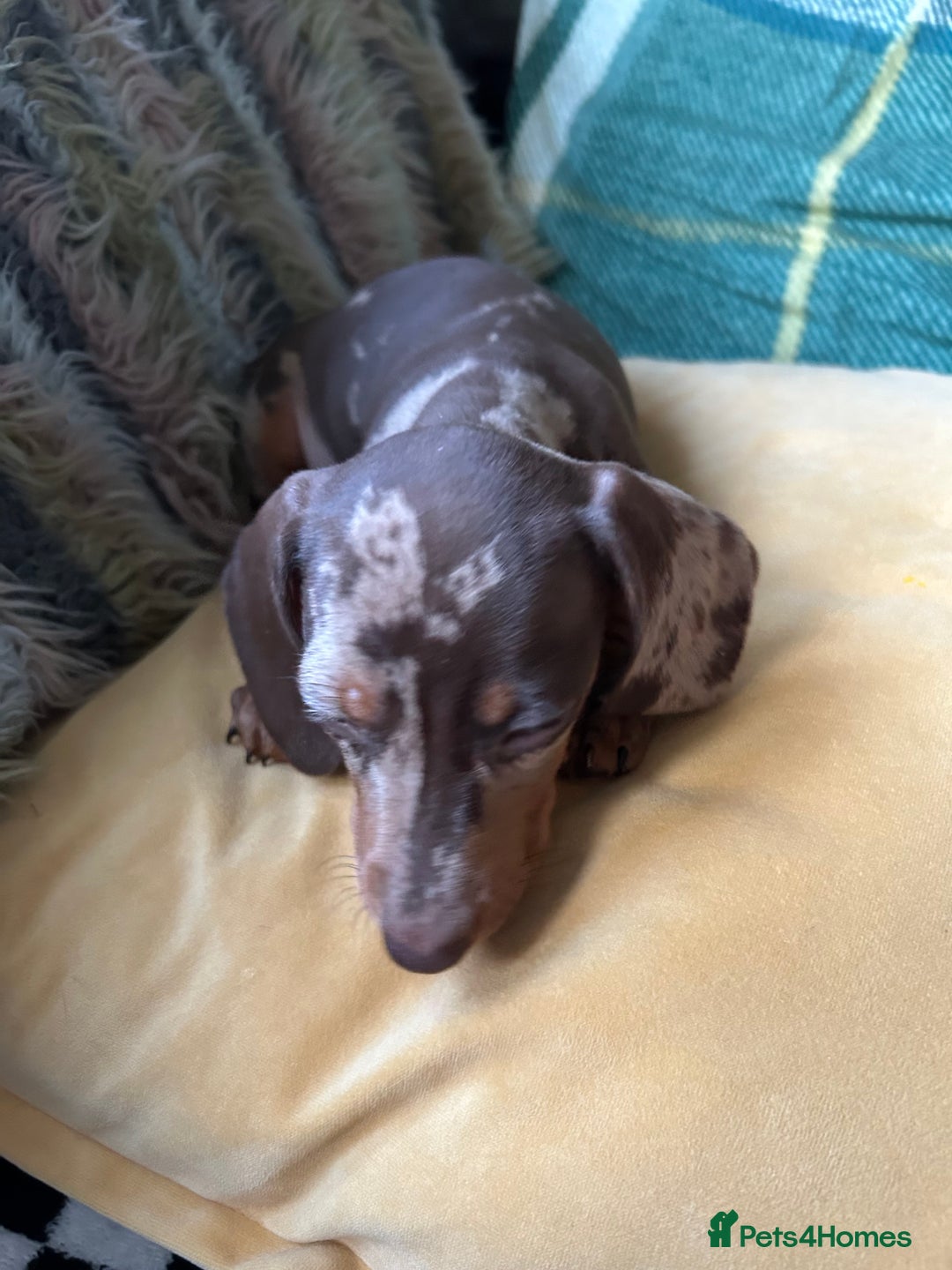 Miniature Dachshund dogs for sale: Female miniature dachshund  - Image 2