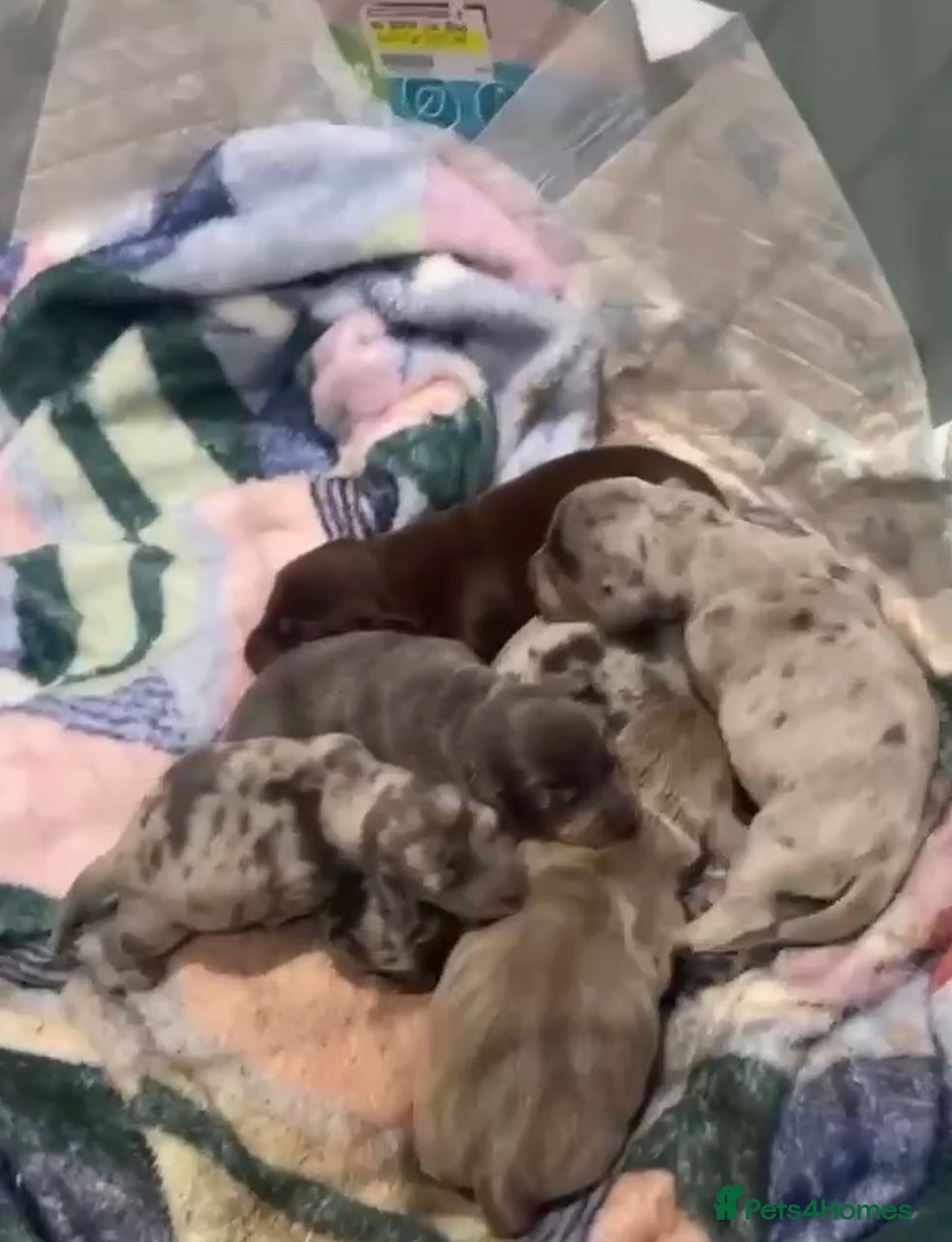 Dachshund dogs Full breed dachshund  - Advert 7