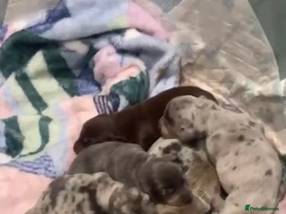 Dachshund dogs Full breed dachshund - Advert 1