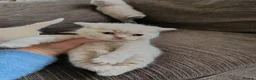 British Shorthair cats for sale: GCCF registered cream and lilac BSH - Advert 38
