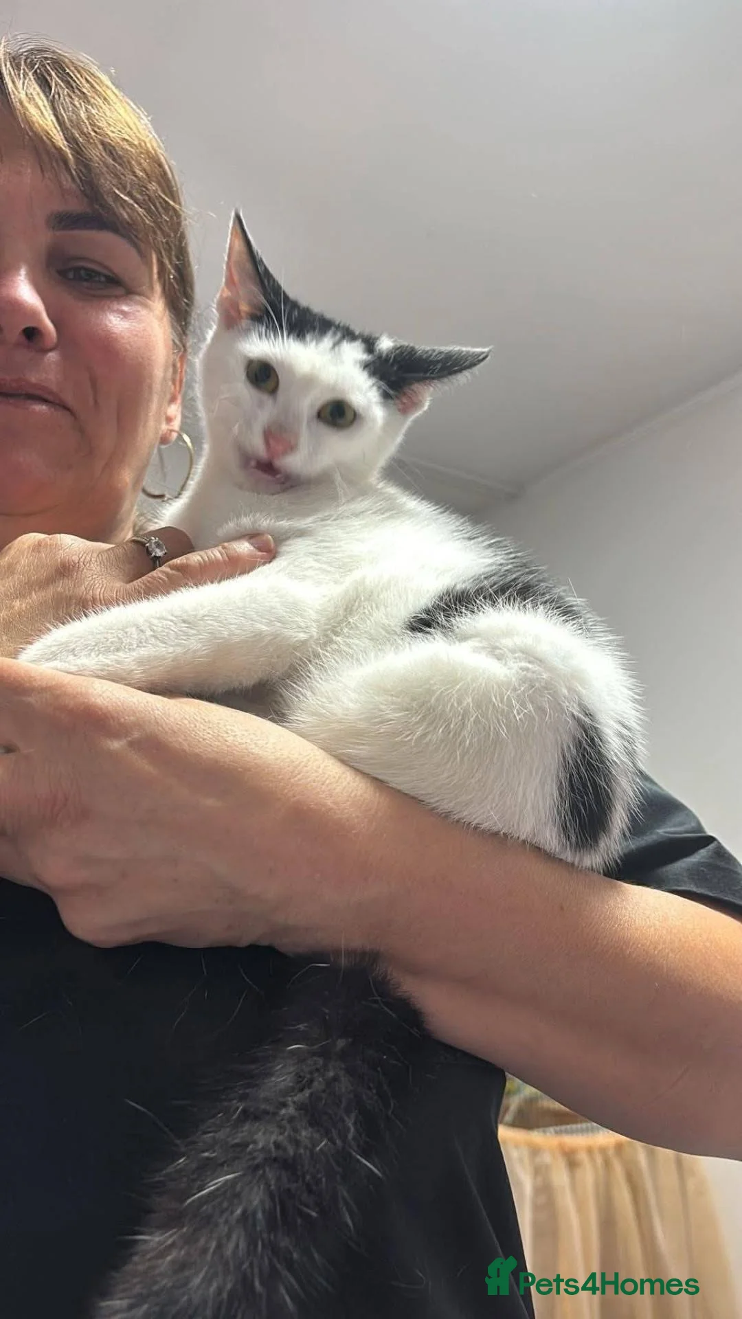Mixed Breed cats for adoption: Anna for adoption in Waterlooville - Advert 2