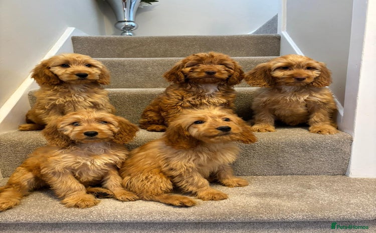 Cockapoo dogs - Advert 2