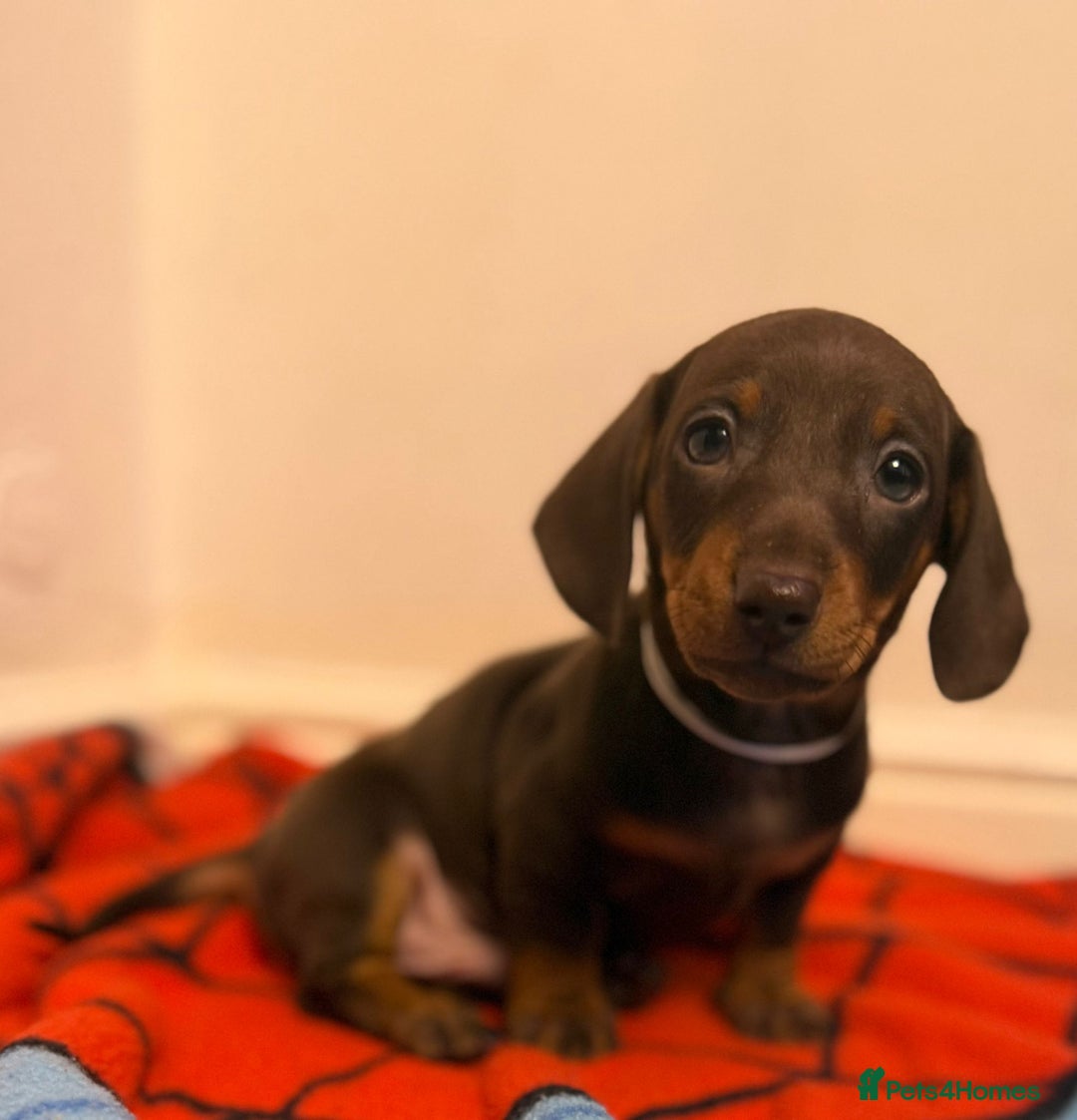 Dachshund dogs for sale: Gorgeous Dachshunds  - Advert 5