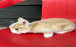 Mini Lop rabbits for sale: Mini lop bunnies  - Image 3