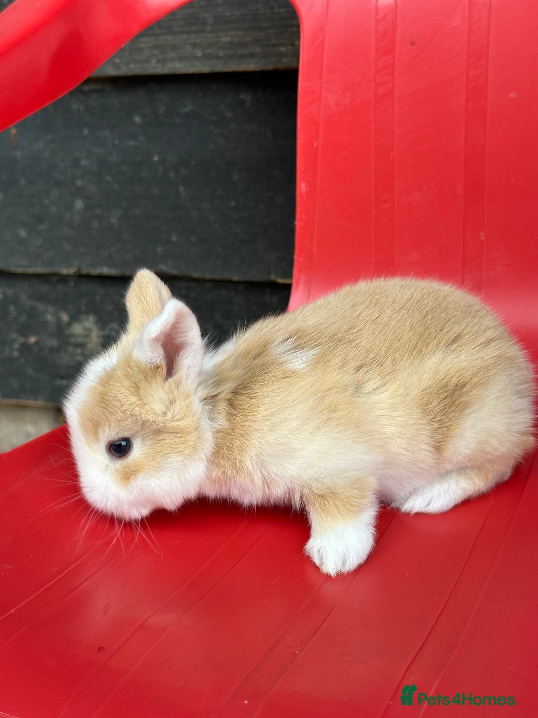 Mini Lop rabbits for sale: Mini lop bunnies  - Image 3