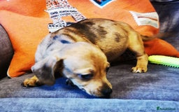 Dachshund dogs for sale: Unusual colour beautiful miniature dachshound pups - Advert 1