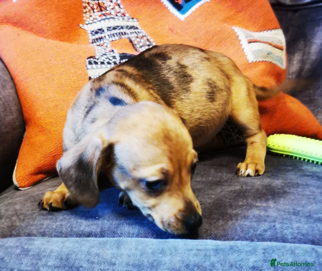 Dachshund dogs for sale: Unusual colour beautiful miniature dachshound pups - Advert 1