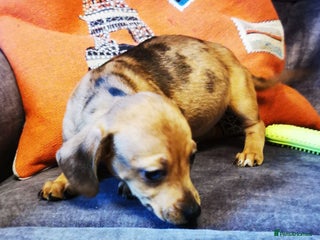 Dachshund dogs Unusual colour, beautiful dachshound pups - Advert 4