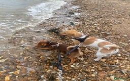 Jack Russell dogs for sale: Jack Russell litter of 7 - Advert 26