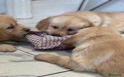 Golden Retriever dogs for sale: 9 gorgeous golden retriever pups  - Image 21