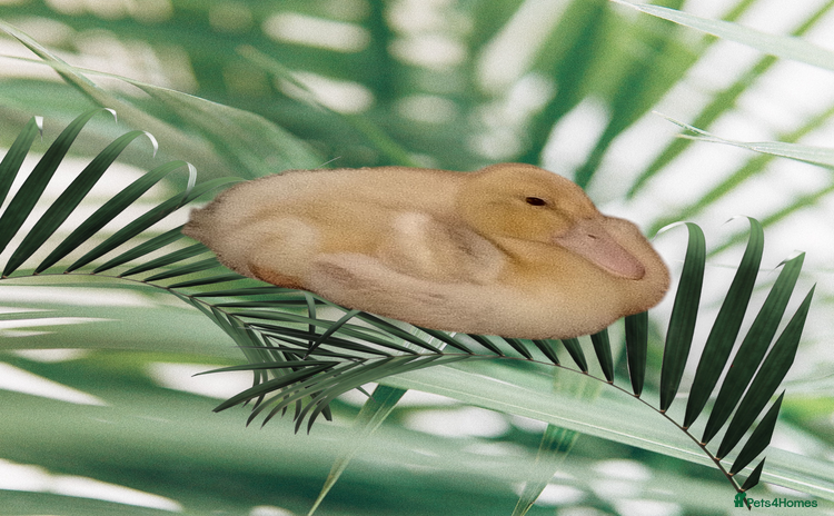 Ducks poultry - Advert 1