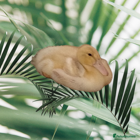 Ducks poultry - Advert 15