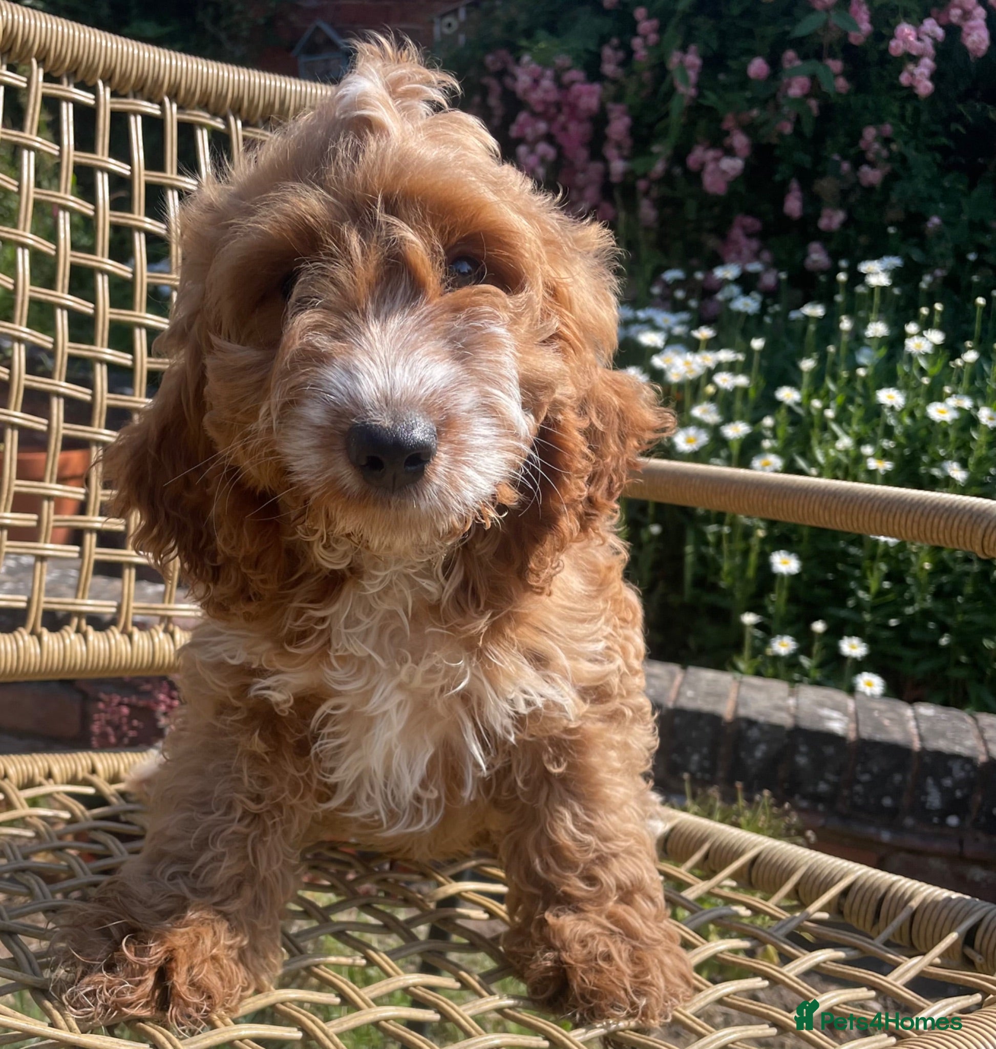 Cockapoo dogs F1 MINIATURE  SHOW-LINE COCKAPOO PUPPIES  - Advert 2