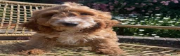 Cockapoo dogs for sale: F1 MINIATURE  SHOW-LINE COCKAPOO PUPPIES  - Advert 3