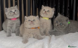 British Shorthair cats for sale: Absolutely beautiful BSH kittens  - Image 6