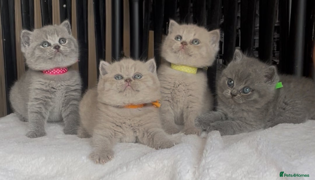 British Shorthair cats for sale: Absolutely beautiful BSH kittens  - Image 6