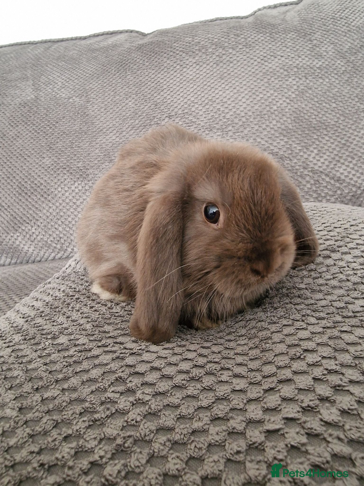 Mini Lop rabbits Beautiful mini lops baby's  - Advert 1