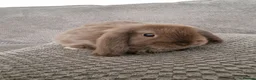 Mini Lop rabbits for sale: Beautiful mini lops baby's  - Advert 2