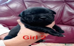Staffordshire Bull Terrier dogs for sale: KC registered Champions Bloodline Show Quality  - Image 13