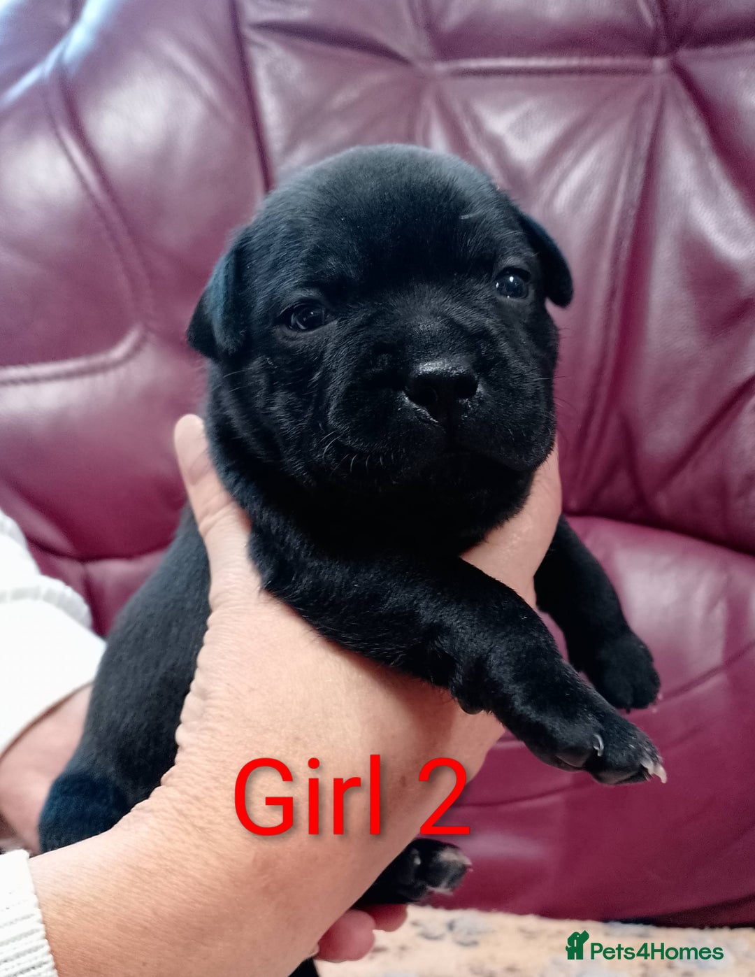 Staffordshire Bull Terrier dogs for sale: KC registered Champions Bloodline Show Quality  - Image 13