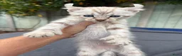 Keetso cats for sale: Awesome litter of polydactyl snow leopard Keetsos  - Advert 5