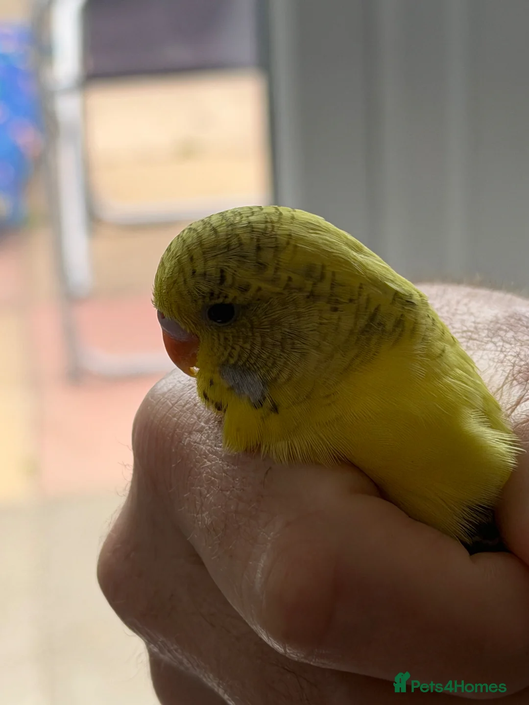 Budgerigars birds for sale: 5 baby budgies  in Nuneaton - Advert 4