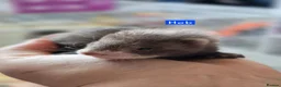 Ferret rodents for sale: Semi Angora Babies in Stourbridge - Advert 8