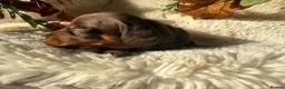 Miniature Dachshund dogs for sale: KC Miniature dachshund chocolate and tan puppies!  - Advert 20