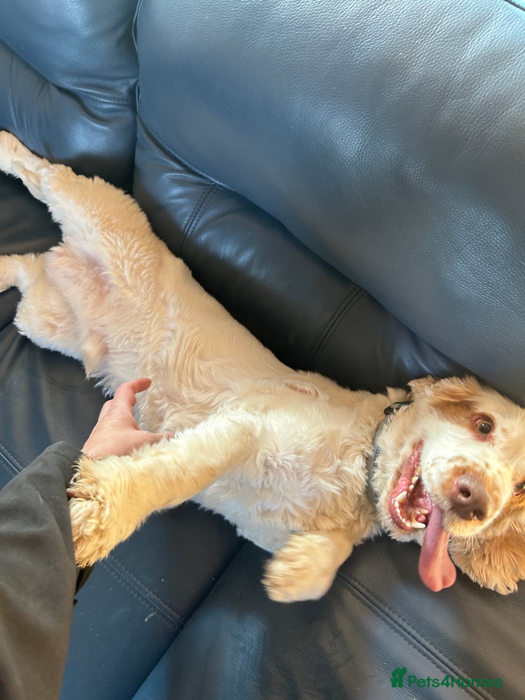 Cocker Spaniel dogs for sale: 3 year old show type cocker Boy - Image 2