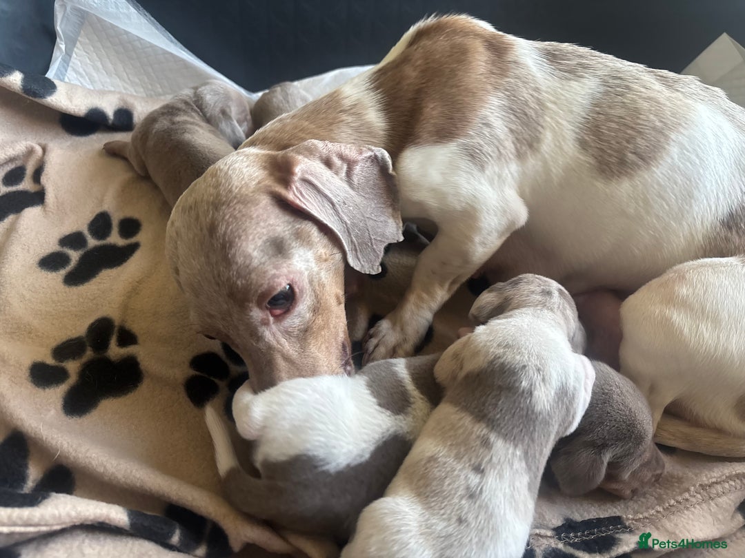Miniature Dachshund dogs for sale: 3 gorgeous miniature dachshunds  - Image 14