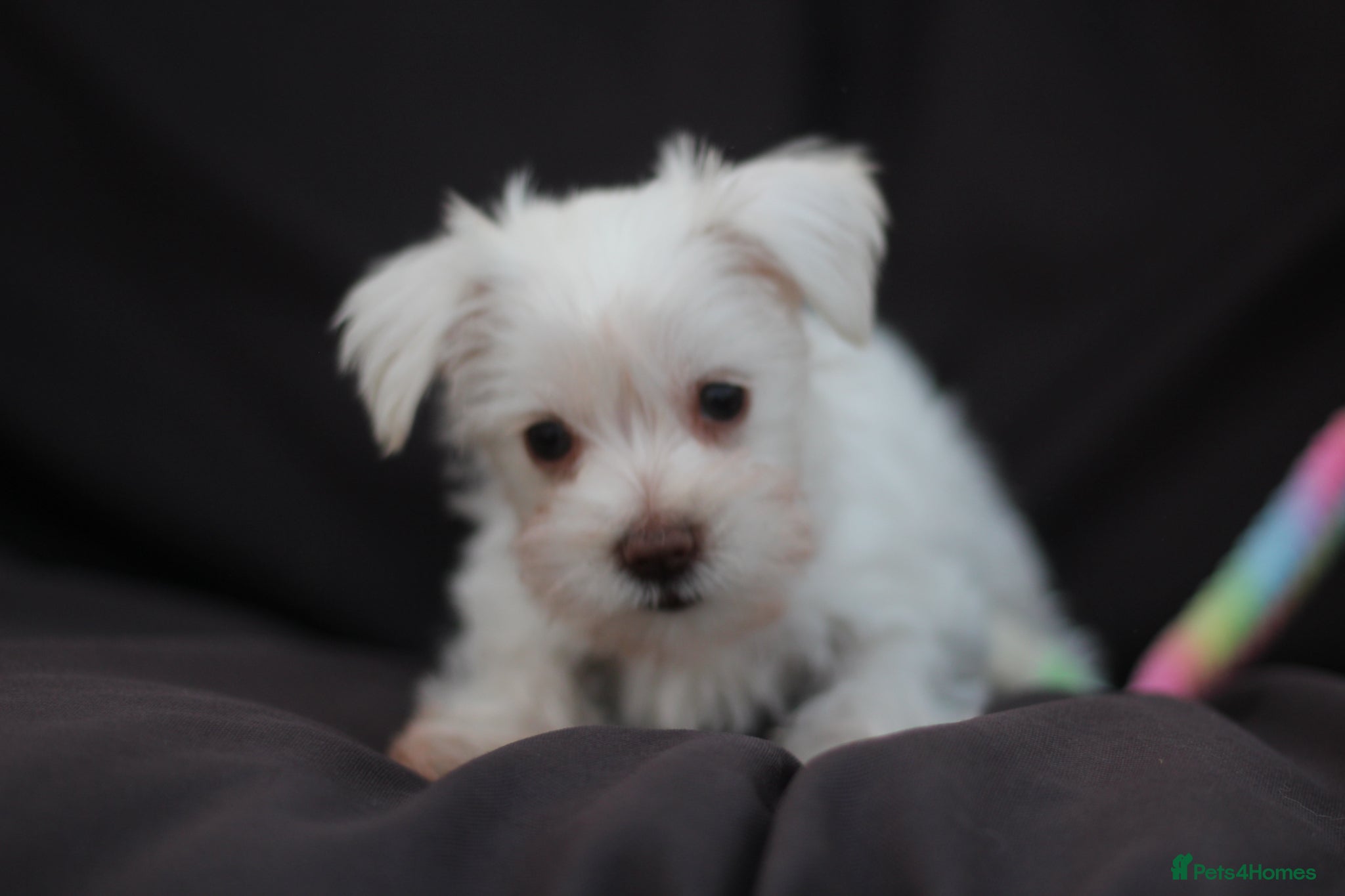 Miniature Schnauzer dogs 🐾 CHOCOLATE GENE KC MINIATURE SCHNAUZER 🐾 - Advert 2
