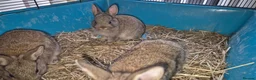 Netherland Dwarf rabbits for sale: Netherland Dwarf Rabbits  in Aldershot - Advert 3