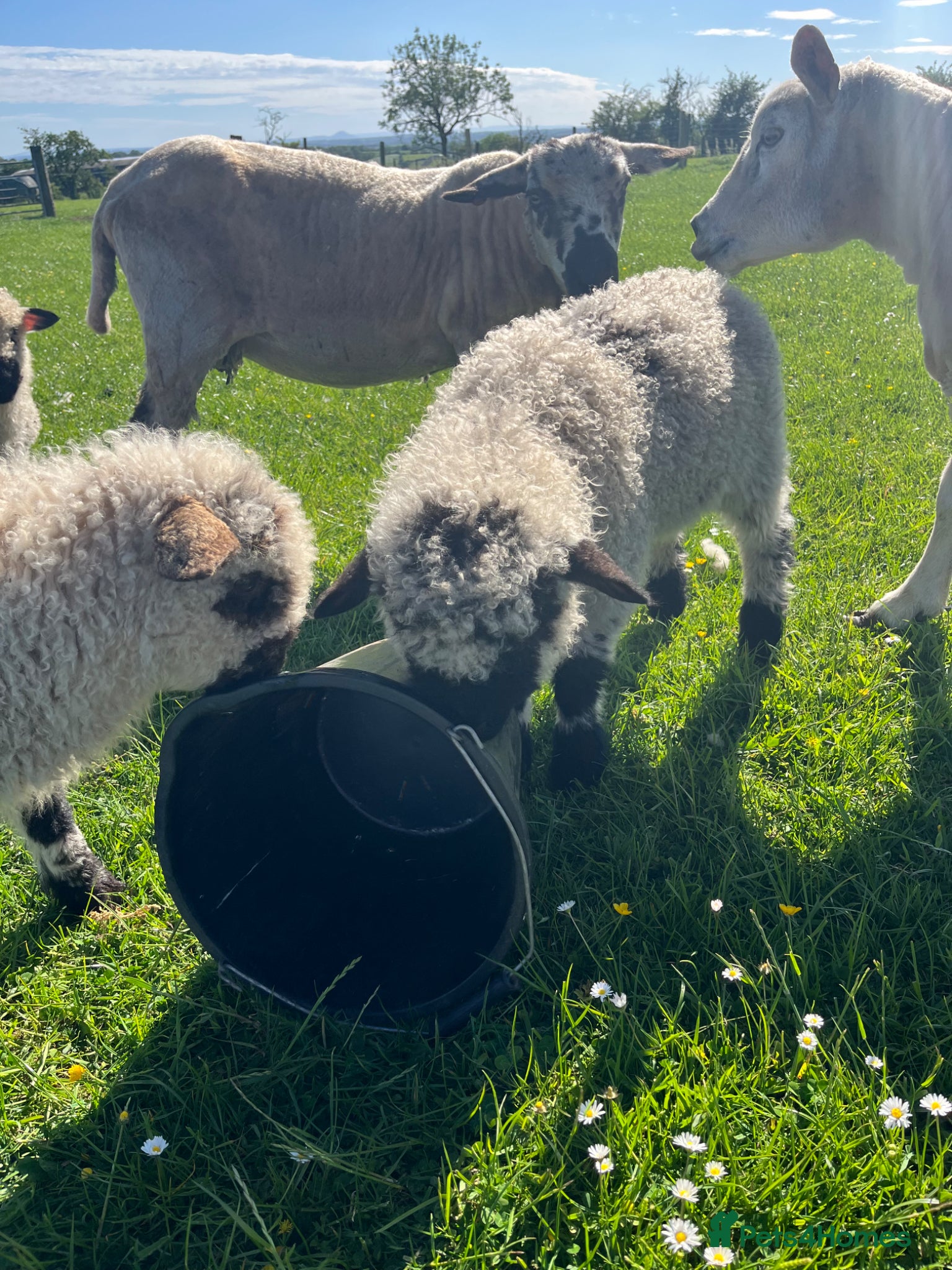 Sheep livestock for sale: Sheep Valais 3/4 Eric and Ernie Castrated boys - Advert 7