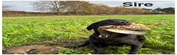 Labrador Retriever dogs for sale: Stunning KC Lab pups, health tested&many FTCH/Ws in Mansfield - Advert 7