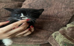 Mixed Breed cats for sale: Kittens for sale - Image 7