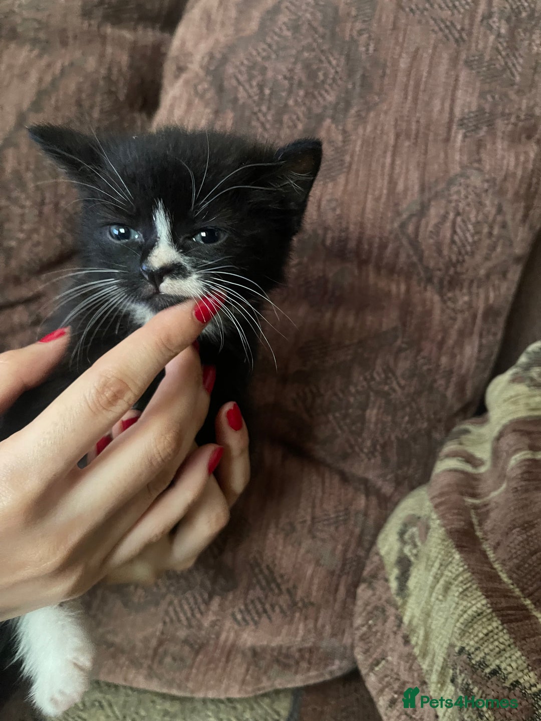 Mixed Breed cats for sale: Kittens for sale - Image 7