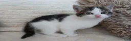 Mixed Breed cats for sale: Kittens for sale  in Middlesbrough - Advert 7